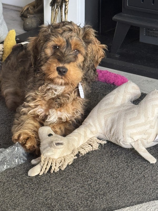 Sawbo pups photo 2