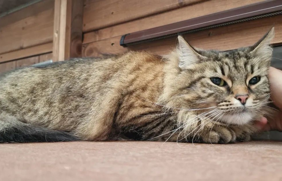 Pets Country Manor Cattery in Liverpool photo 1