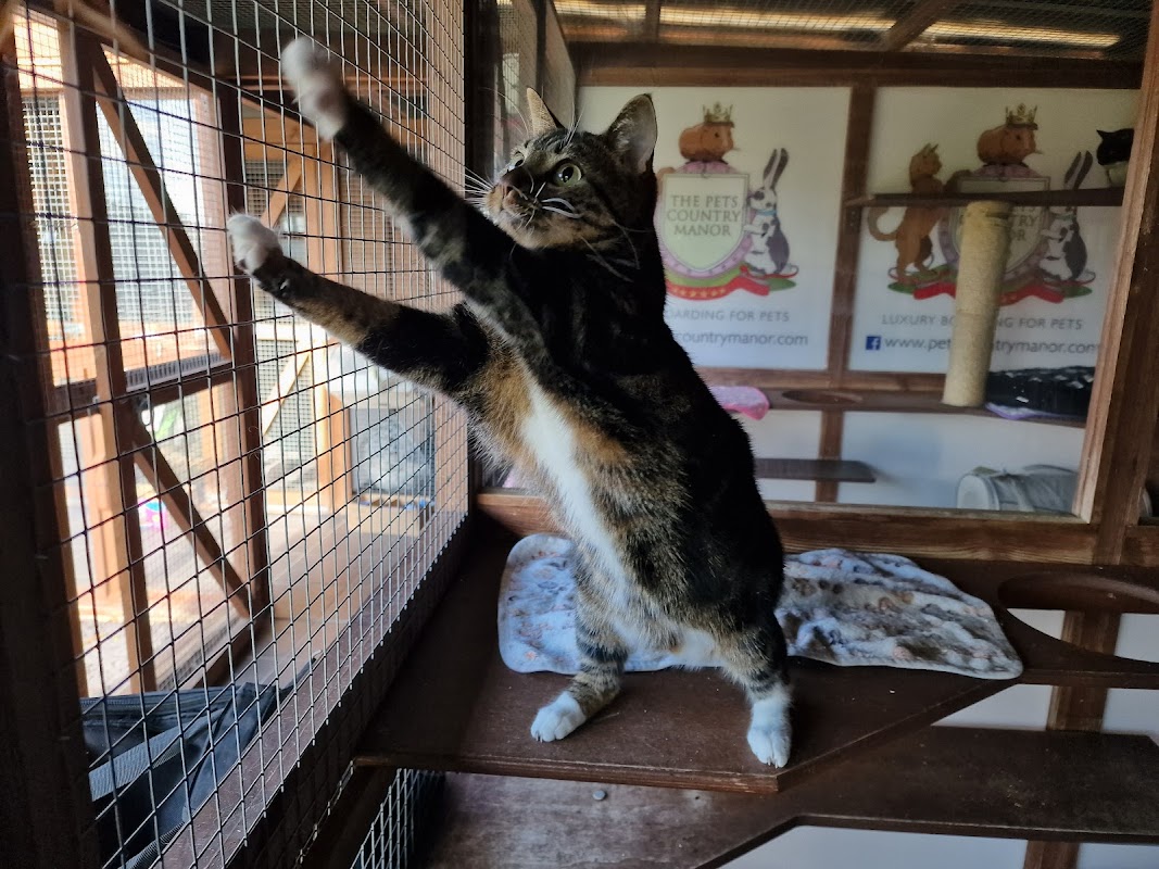 Pets Country Manor Cattery in Liverpool photo 2