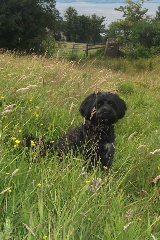 Happy Hound Hotel photo 3
