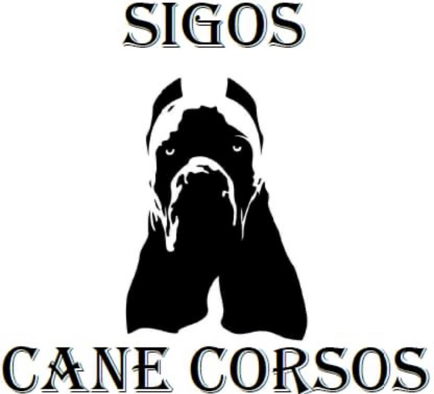Sigos Cane Corsos photo 2