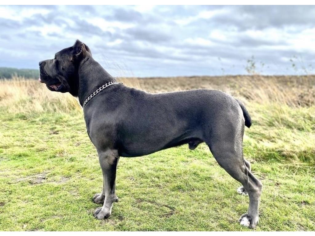 Sigos Cane Corsos photo 3