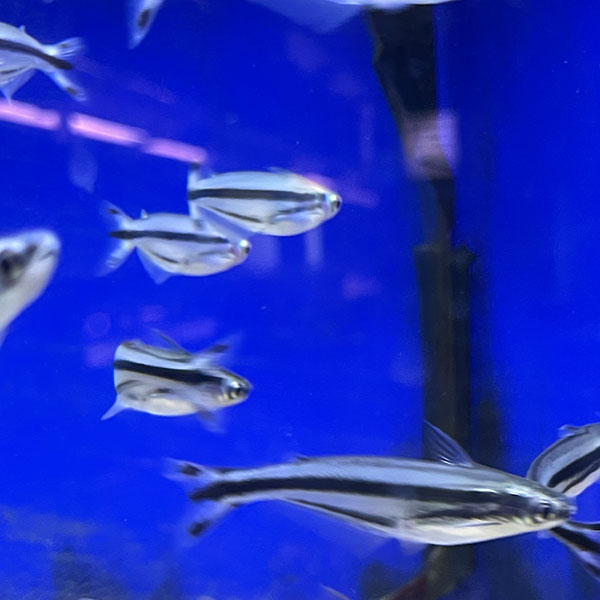 🥇 Little Marina Aquarium Bolton | Fish | Tanks | Food | For All Your Aquarium Needs photo 1