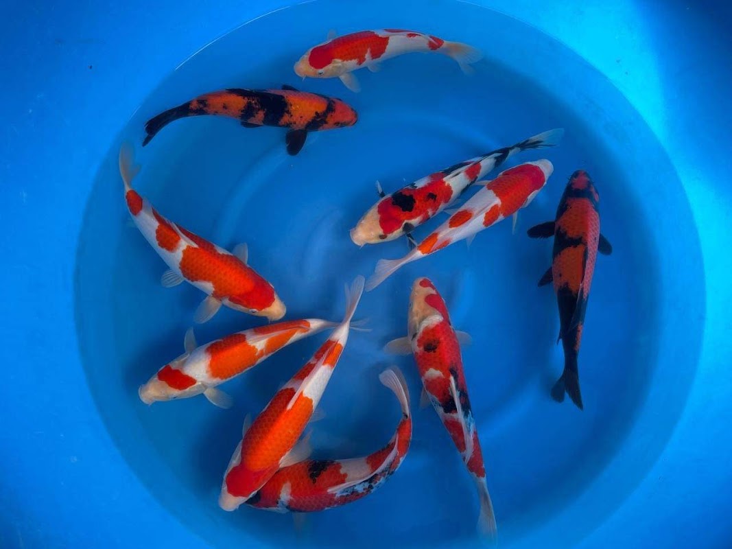 West Midlands Koi