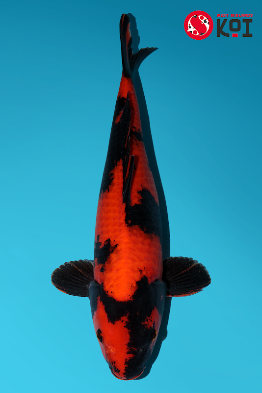 West Midlands Koi photo 1