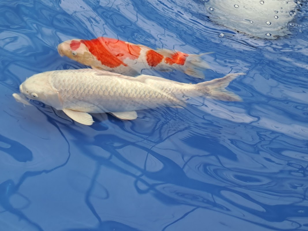 West Midlands Koi photo 3