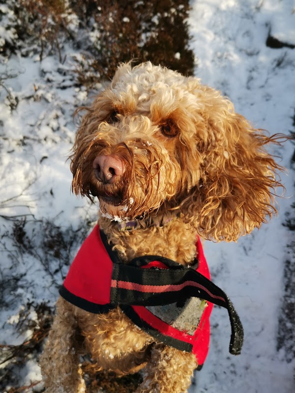 Happy Hounds Pet Services photo 3