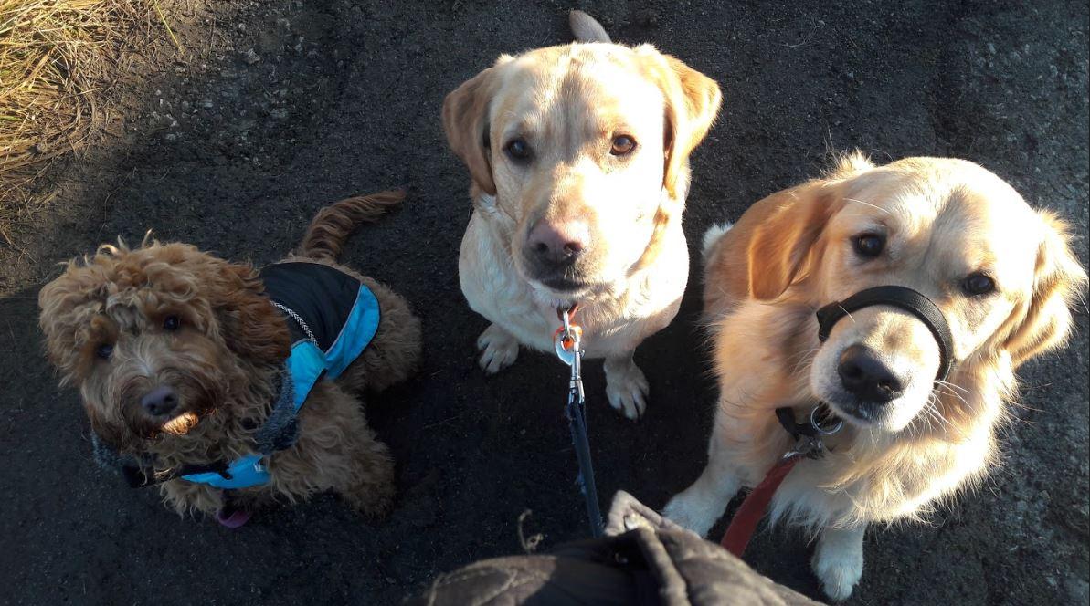 Happy Hounds Pet Services photo 1