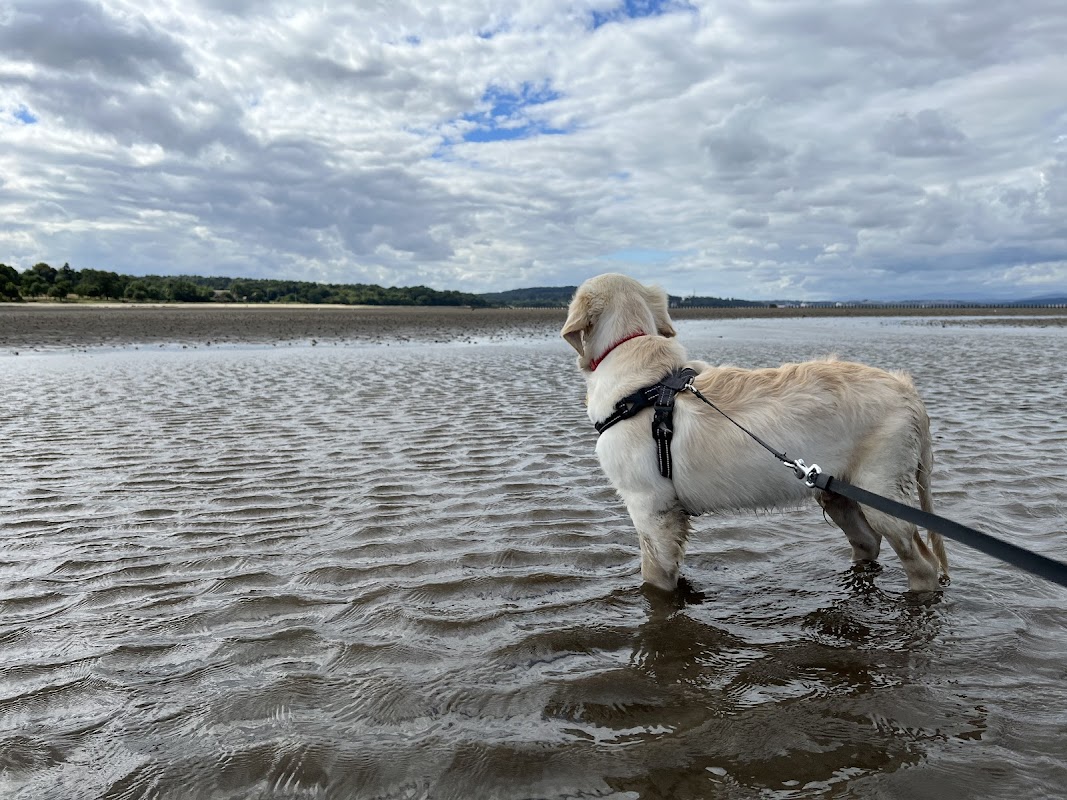 Hound About Town photo 1