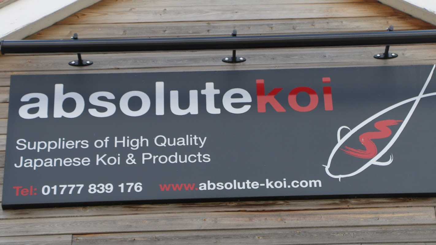 Absolute Koi Ltd photo 1