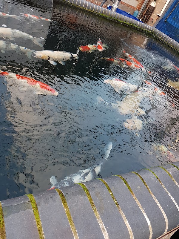 Absolute Koi Ltd photo 3