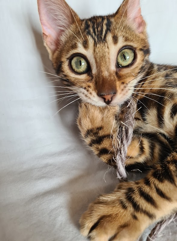 DAMAYANTI BENGAL photo 3