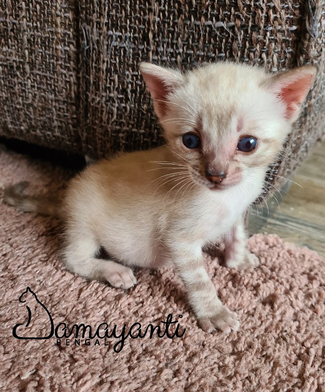 DAMAYANTI BENGAL photo 1
