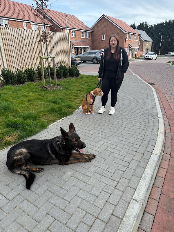 Empire Dogs photo 3