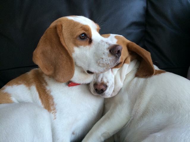 Foxisle Gundogs photo 2