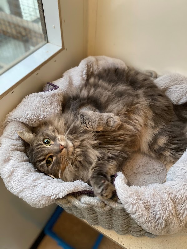 Countryside Cattery