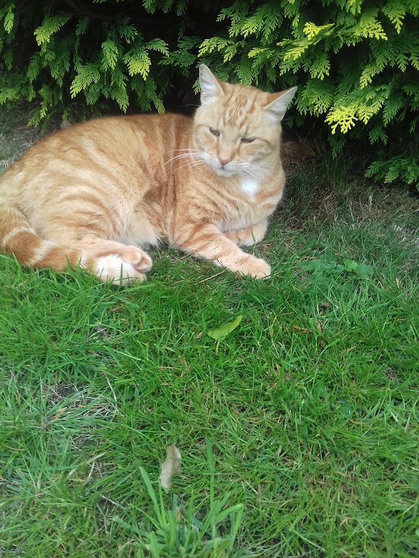 Countryside Cattery photo 2