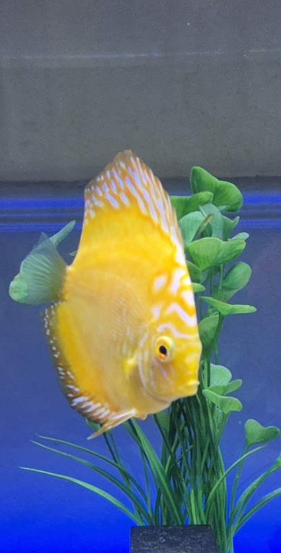 Rt Discus photo 3