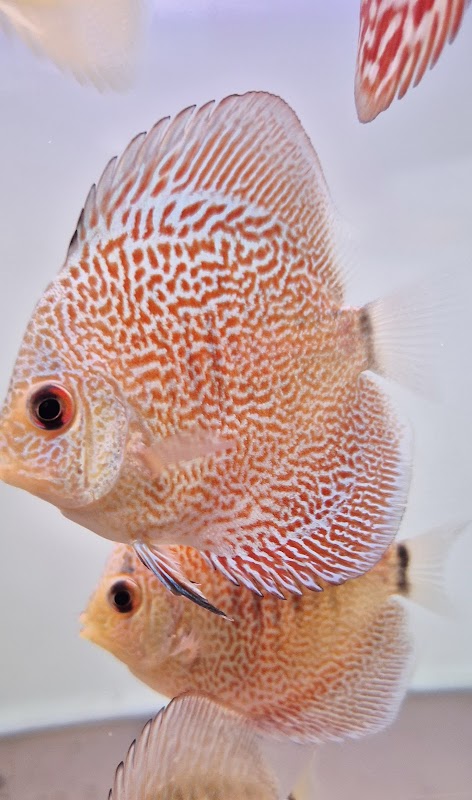 Rt Discus photo 1