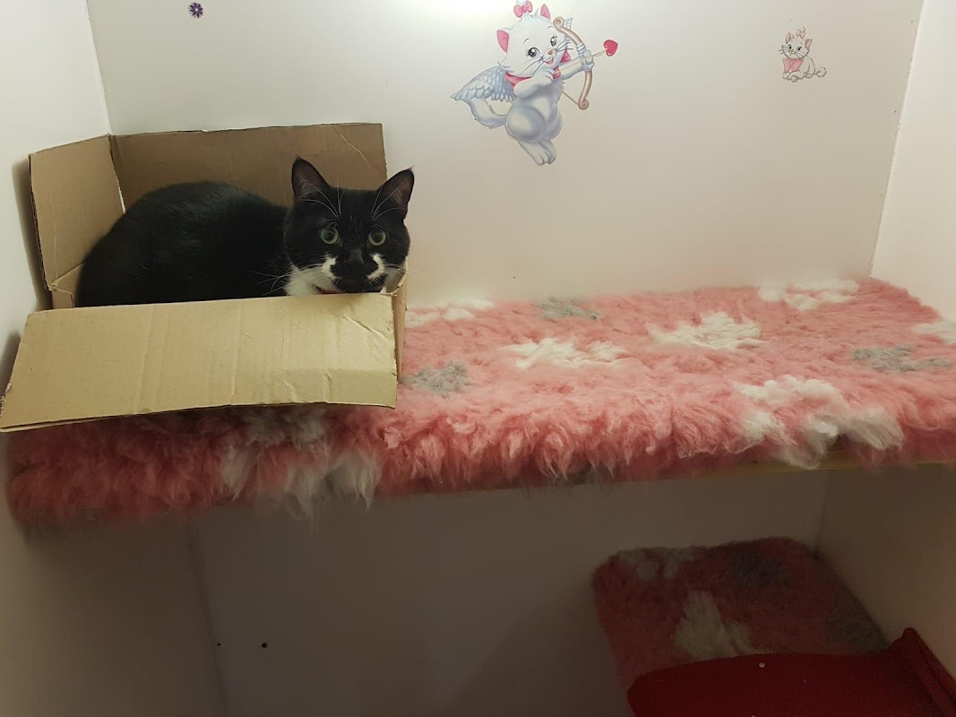 Cozy Catz Cattery photo 3