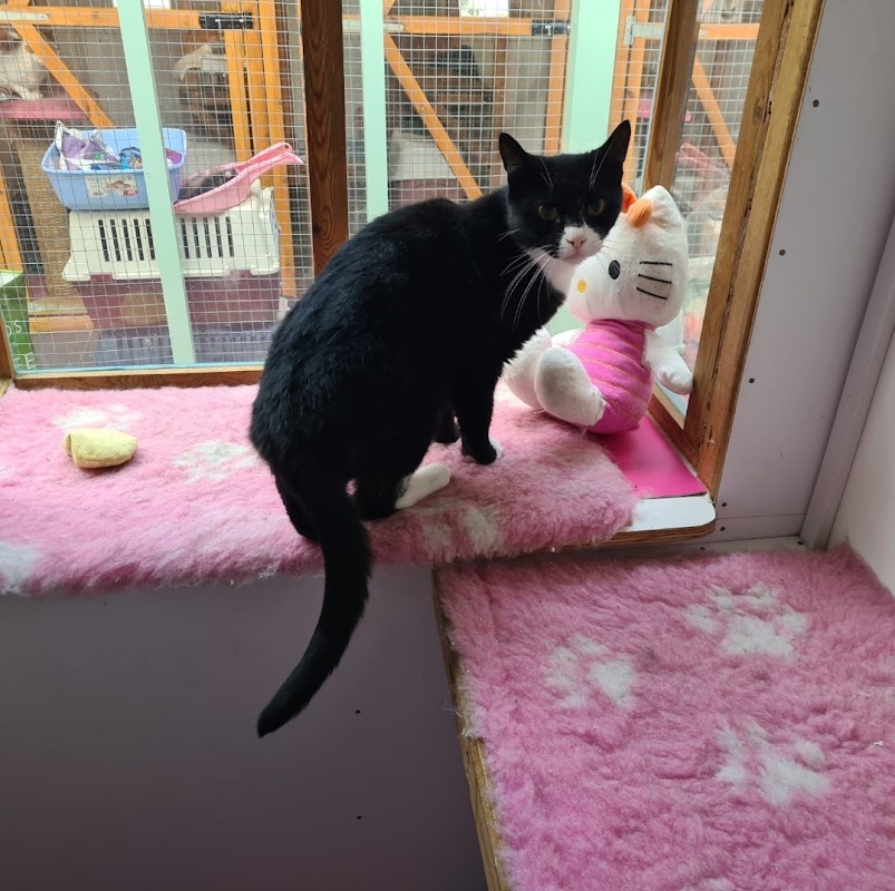 Cozy Catz Cattery photo 1