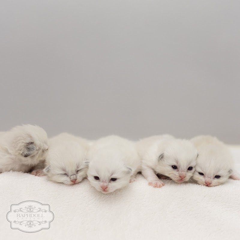 Ragdoll Kittens