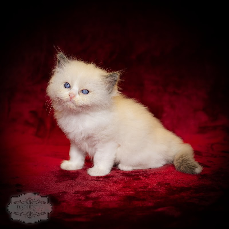 Ragdoll Kittens photo 2