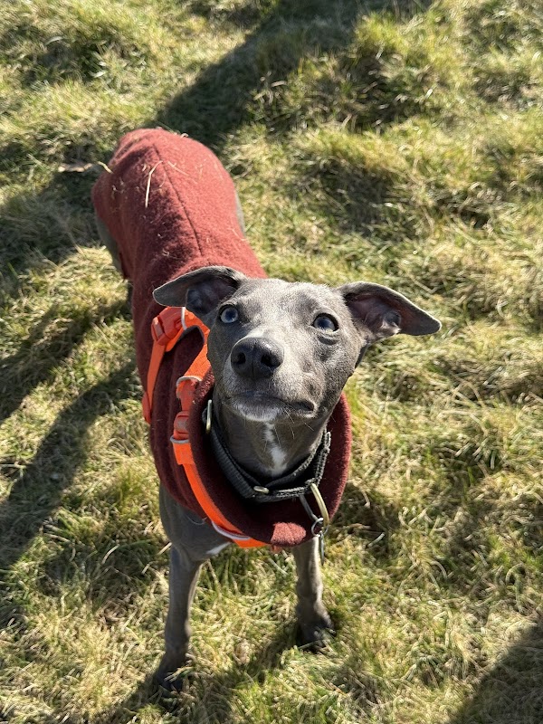 Hounds of Hertfordshire dog field photo 2