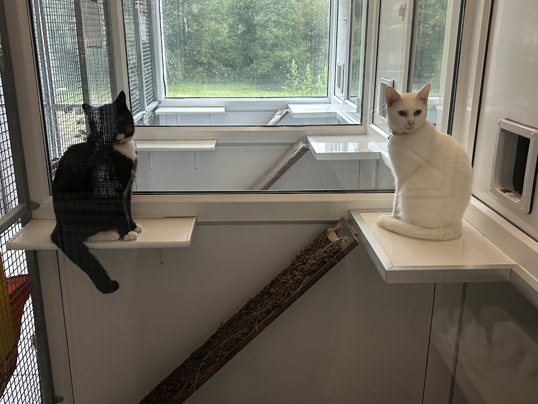 High Heath Farm Cattery photo 1