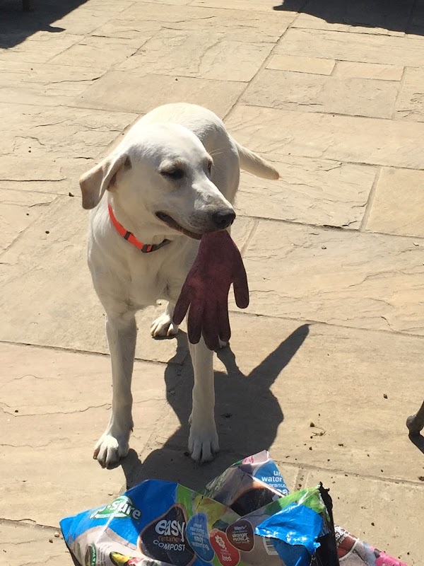 Jinkster gundogs — breeder photo
