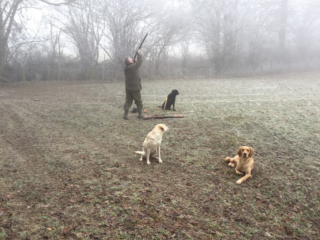 Jinkster gundogs photo 1