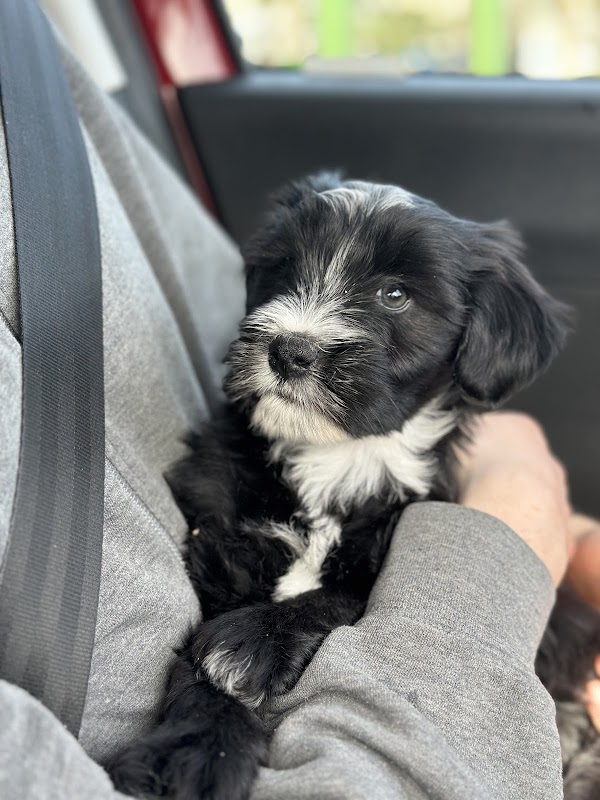 Araki Tibetan Terriers photo 1