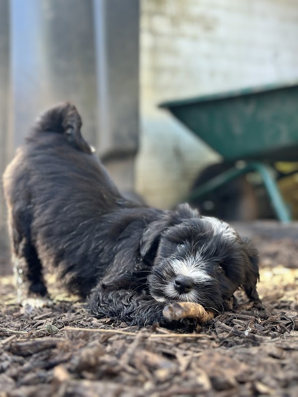 Araki Tibetan Terriers photo 2