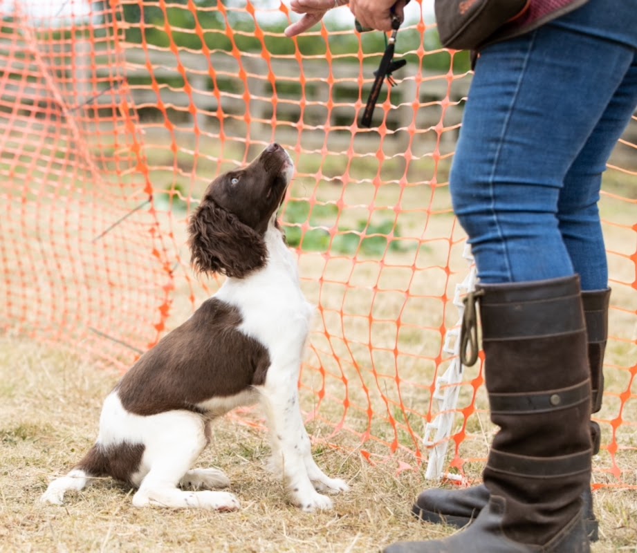 Sixchimnies Gundogs photo 3