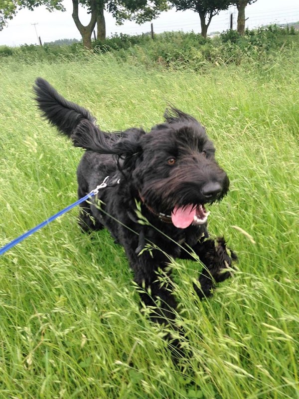 Acremead Kennels photo 3
