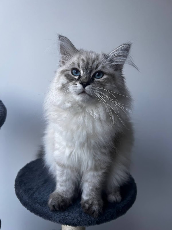Nevameow Siberian cat breeder
