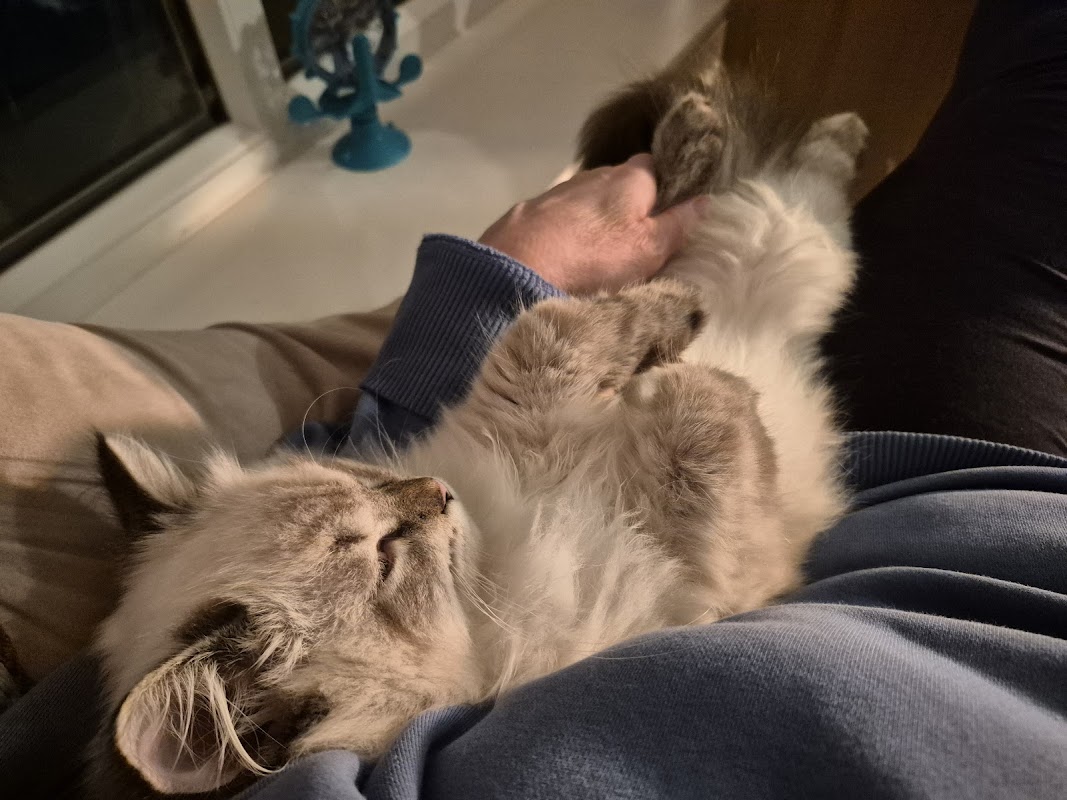 Nevameow Siberian cat breeder photo 3