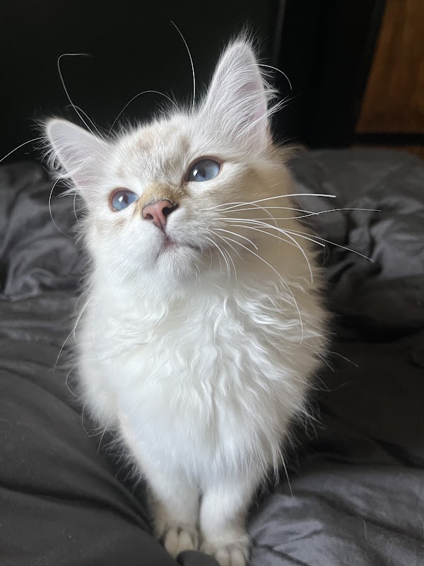 Nevameow Siberian cat breeder photo 1