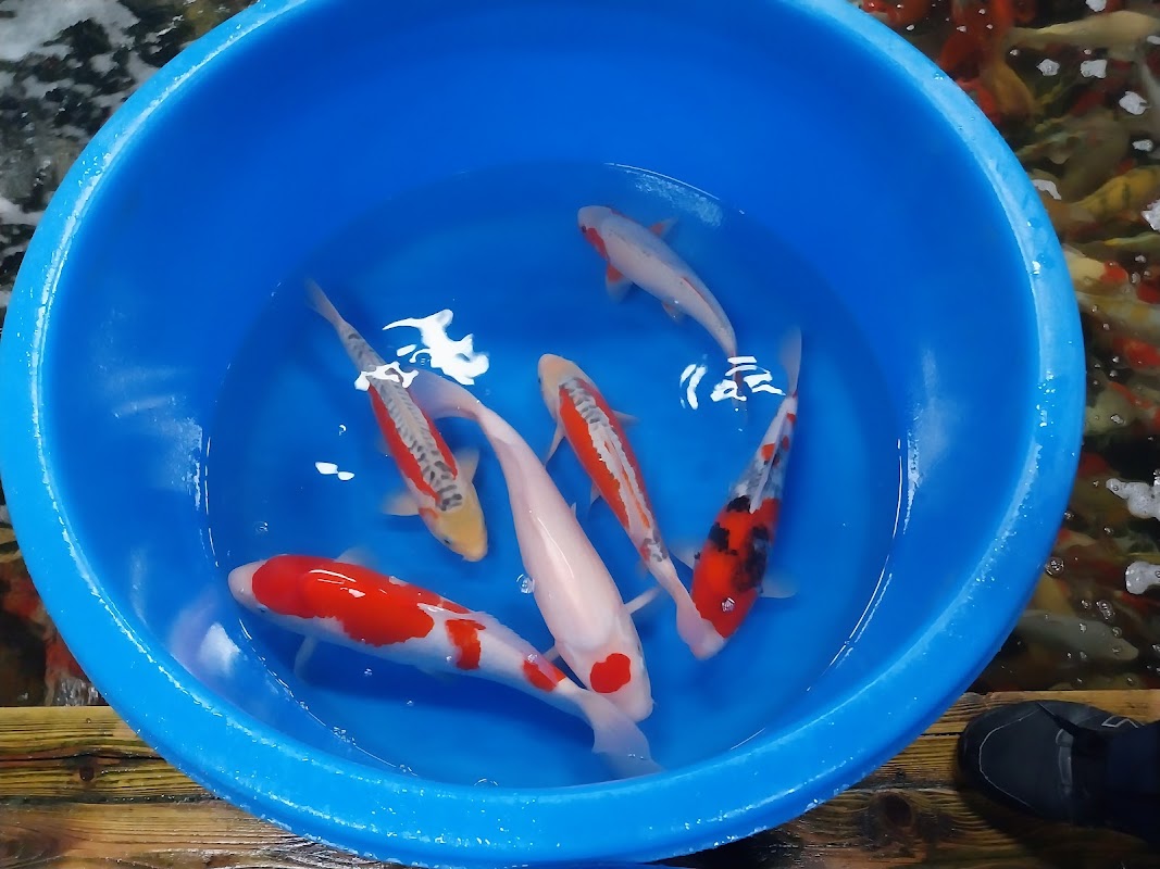 Koi.R.Us photo 3