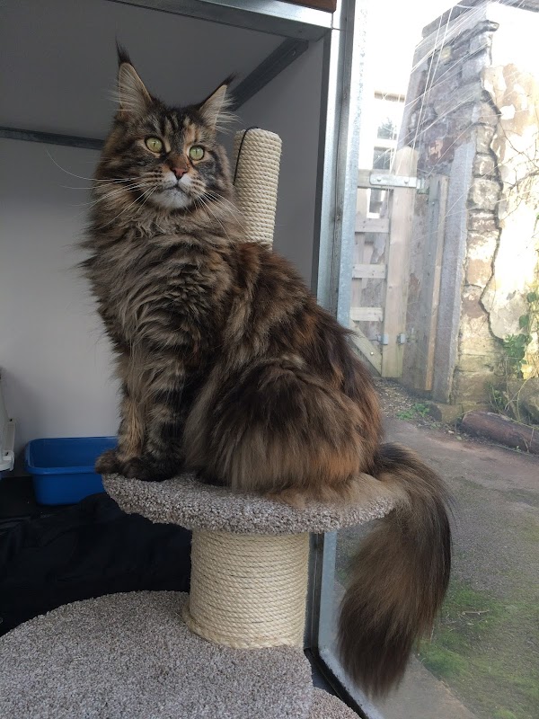 The Elms Cattery photo 3