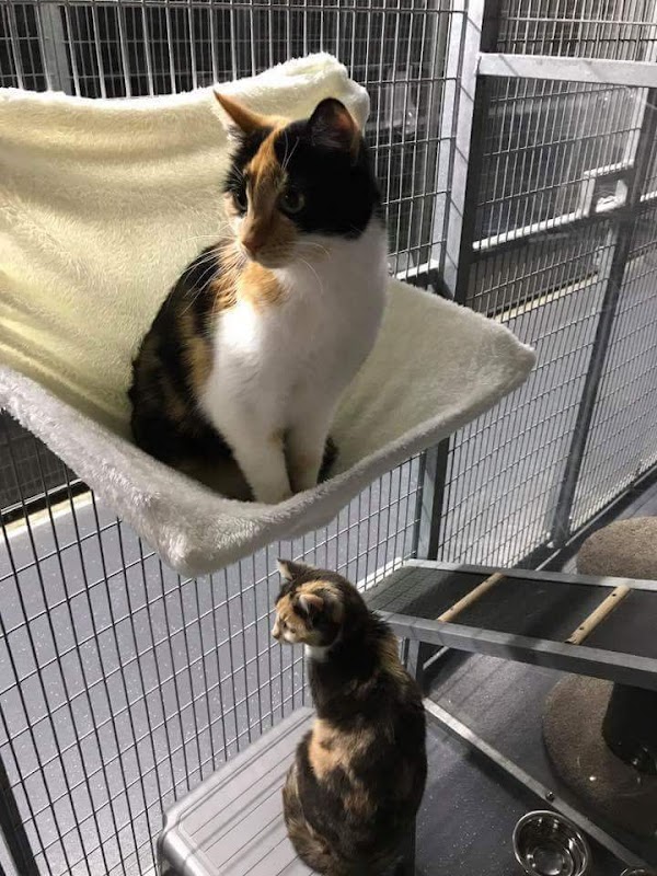 The Elms Cattery photo 1