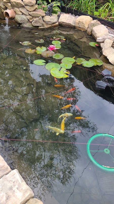 Stockport marine and koi photo 1