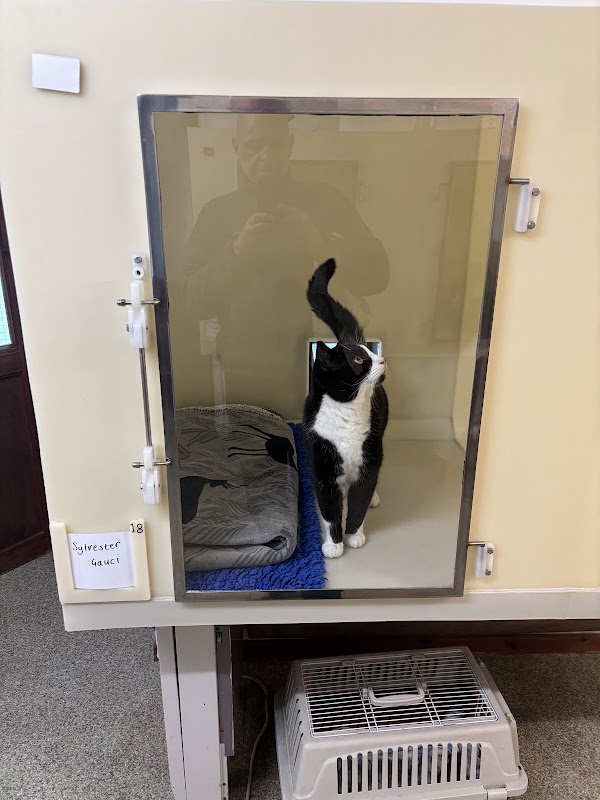 The Knoll Cattery photo 2