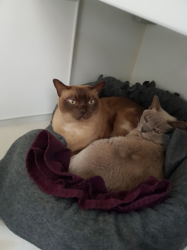 Oaks Cattery photo 3