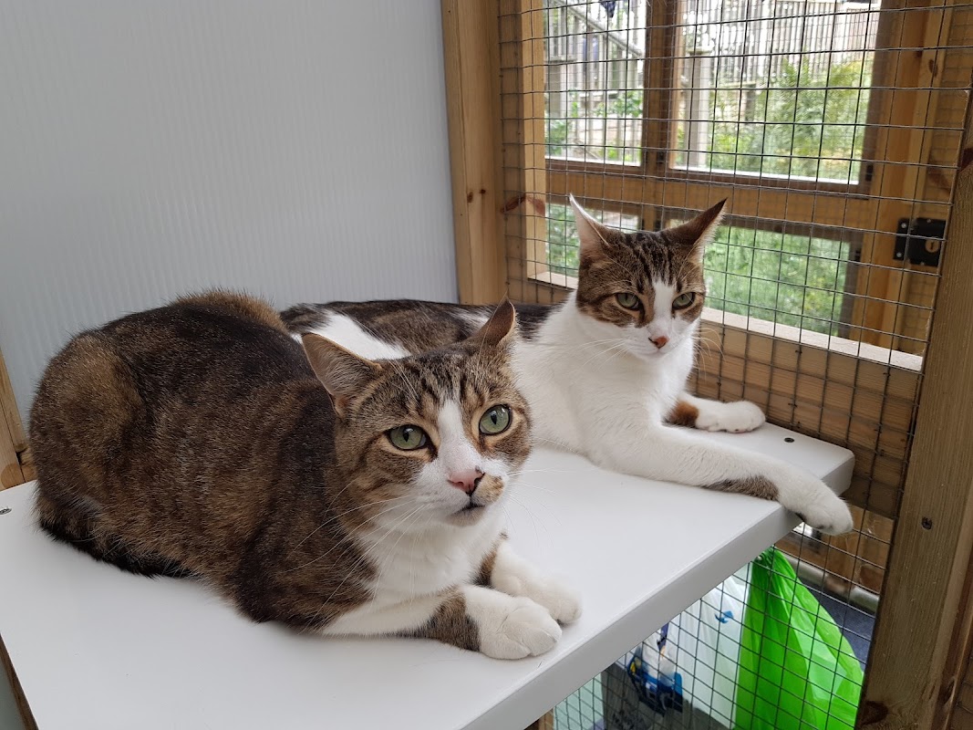 Oaks Cattery photo 1