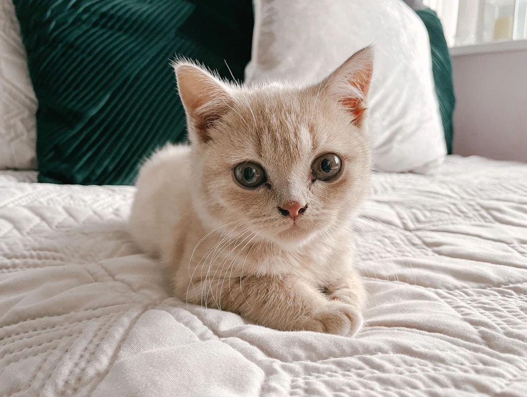 maricela british shorthairs