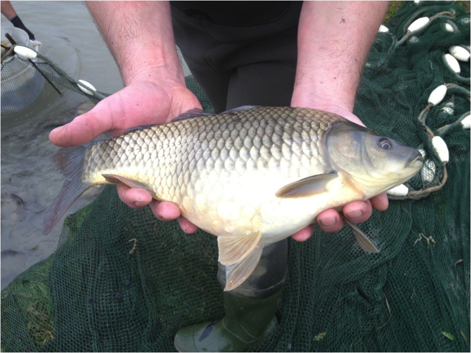 Riverfield Fish Farm Ltd