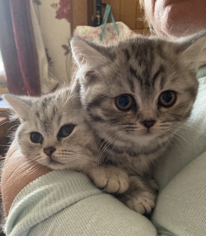 BelleBeau British Shorthair & Maine Coon Kittens