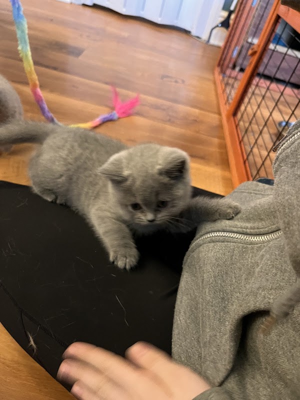 BelleBeau British Shorthair & Maine Coon Kittens photo 1