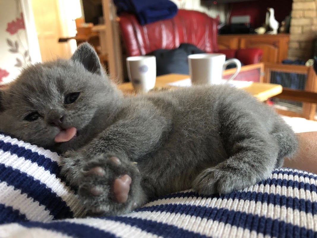 BelleBeau British Shorthair & Maine Coon Kittens photo 3